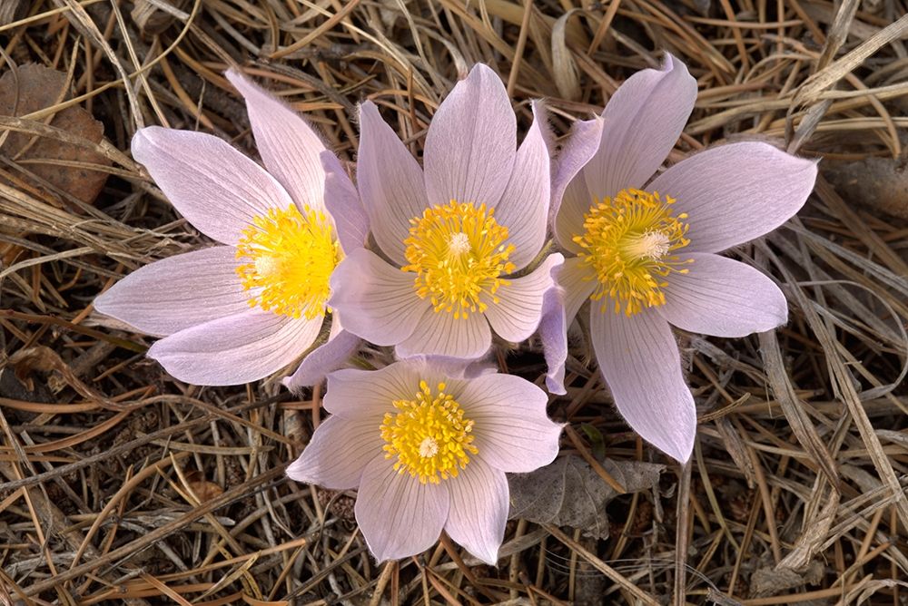 Canada-Manitoba-Mars Hill Wildlife Management Area Close-up of prairie crocus flowers art print by Jaynes Gallery for $57.95 CAD